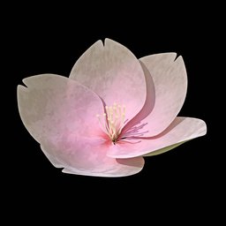 Alt text: "Sakura flower 3D model for Blender 3D, compatible with Cycles and Eevee. Perfect asset for nature-themed indoor scenes. Created by Phyllis Ginger and Bracha L. Ettinger."