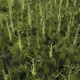 Grass Generic Large Taller