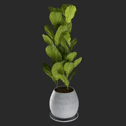 Highly detailed Blender 3D model of a fiddle-leaf fig plant with optimized polygons for natural indoor scenes.
