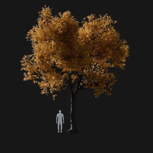 YellowAsh Tree