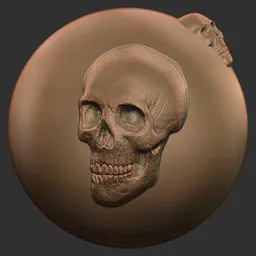 Skull Side View