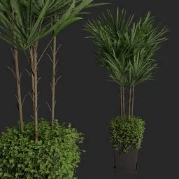 Palm plant