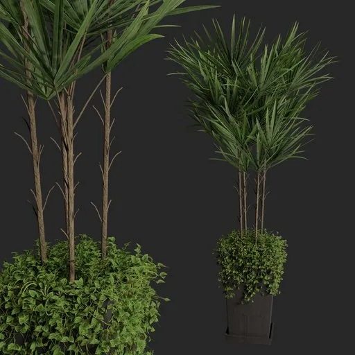 Palm plant