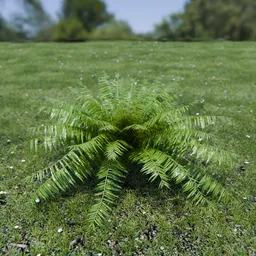Hard Fern