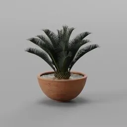 Potted cycad plant