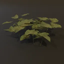 Ground Cover Broad Leaves Big