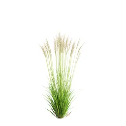 Grass Molinia Caerulea Heidebraut