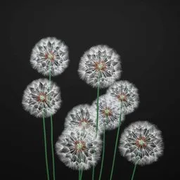 Highly detailed dandelion 3D models with realistic procedural geometry on a plain backdrop using Blender.