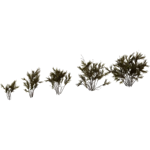 Wild Rooibos Bush