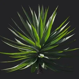 Agave sisalana