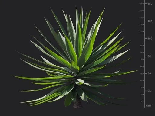 Agave sisalana