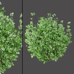 Variegated Green Bush