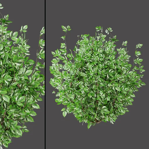 Variegated Green Bush