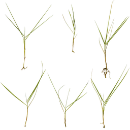 Zoysia japonica Atlas