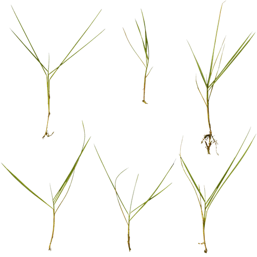 Zoysia japonica Atlas