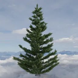 Evergreen Fir Tree
