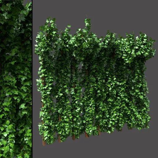Ivy Covered Garden Frame