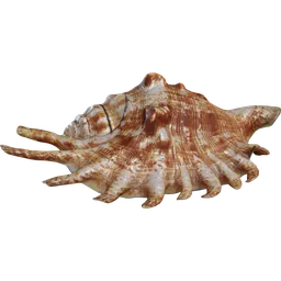 Lambis Shell