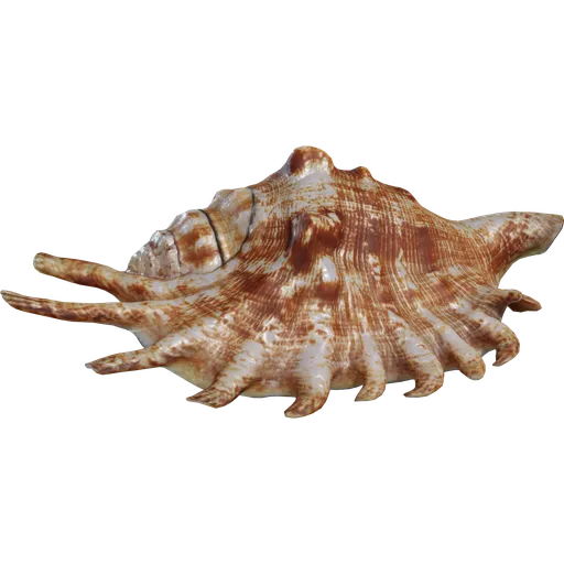 Lambis Shell