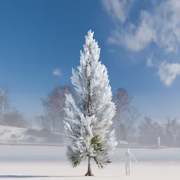 Pine tree with snow