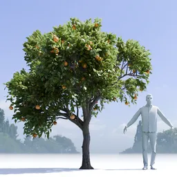 Orange Tree