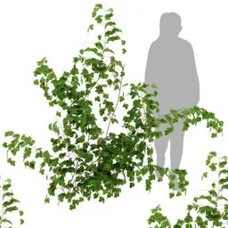 simple ivy wall plant