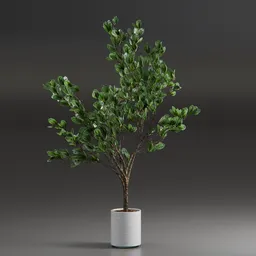 Indoor Plant Variation