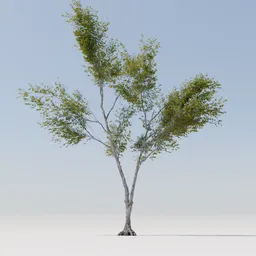 Detailed 3D model of a tree with slender branches and lush small leaves suitable for Blender rendering.