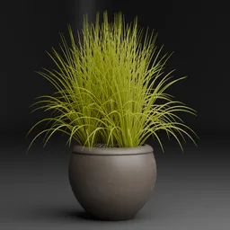 Grass Pot Plant