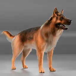 Dog German Shepherd Walking Cycle Animated
