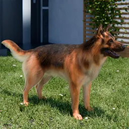 Dog German Shepherd cycle Animated