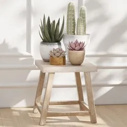 Succulent & Cactus Plant Set