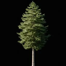 A Douglas Fir Tree