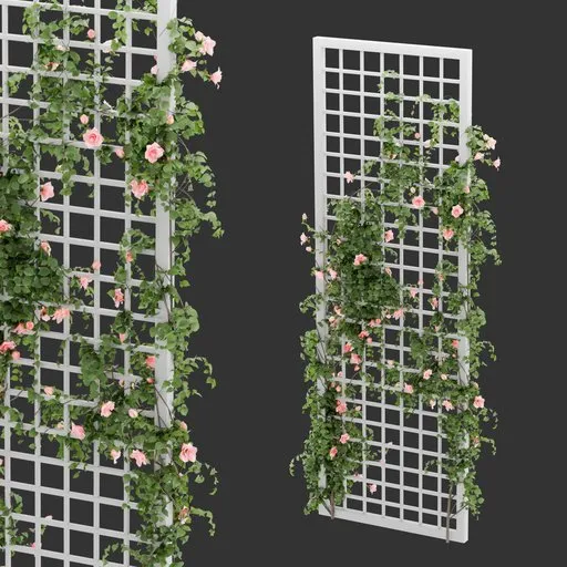 Grid Ivy Rose Plant