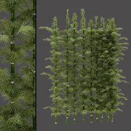 Ornamental Bamboo Cluster