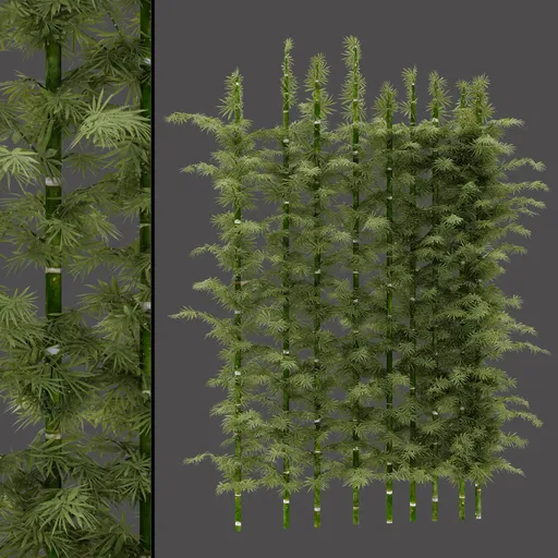 Ornamental Bamboo Cluster