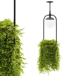 hanging lamp plant