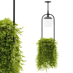 hanging lamp plant