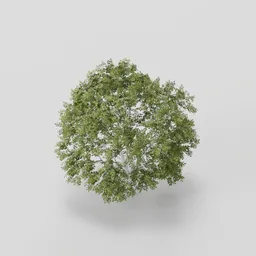 Dense Wide Mapple Tree