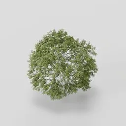 Dense Wide Mapple Tree