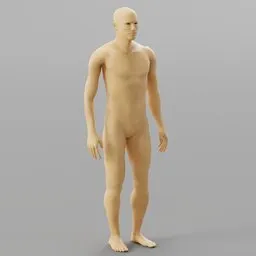 Human Anatomy Reference Model