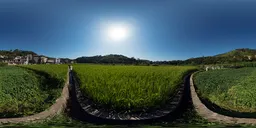 Sunny fields in the morning