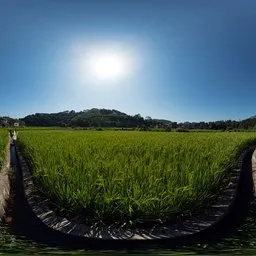 Sunny fields in the morning