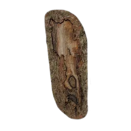 Magnolia officinalis Burl