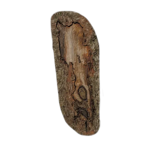 Magnolia officinalis Burl