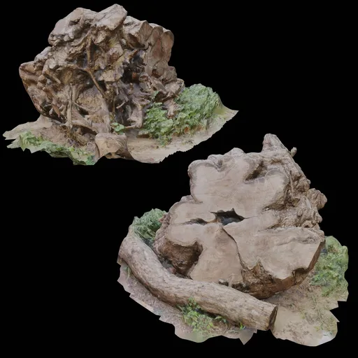 Detailed 3D model showcasing cut tree trunk roots with high-quality mesh for Blender rendering.