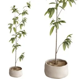 Ficus