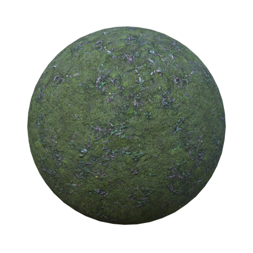 forest ground mossy