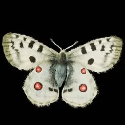 Realistic Butterfly