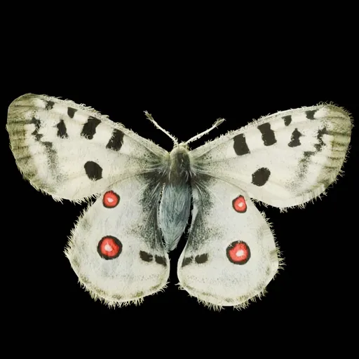 Realistic Butterfly